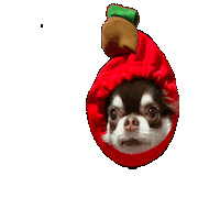 Chihuahua Bm Sticker