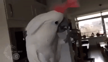 Cockatoo Frustrated by Feather Stuck on Her Head