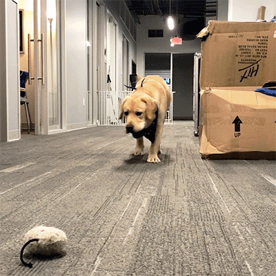 ice hockey dog GIF by NHL