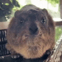 Bored Stare GIF