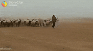 band leader GIF