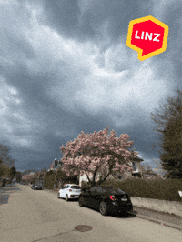 Spring Tree GIF by Linz News