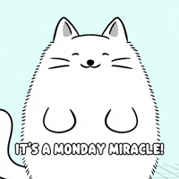 Happy White Cat GIF by MESA My Emotional Support Animal