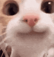 Cat Chilling GIF