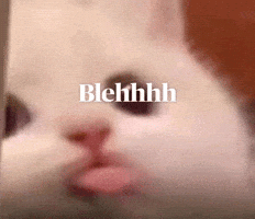 Kitten Cute Cat GIF