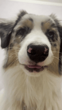 Dog GIF