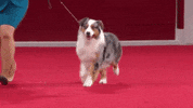 On My Way Running GIF by American Kennel Club