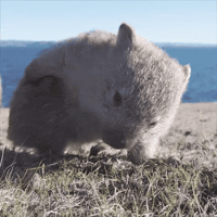Cat Scratching GIF