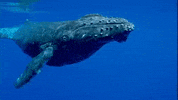 Water Ocean GIF by PBS