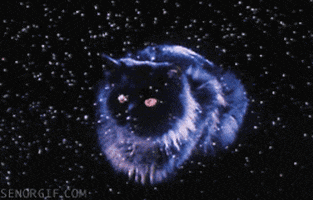 cat space GIF by Cheezburger