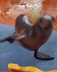 Happy Sea Life GIF by Respective