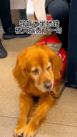 cuteanimalland giphyupload GIF