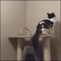 cat prayers GIF