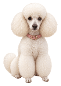 Dog Poodle Sticker by MISTER WOOF