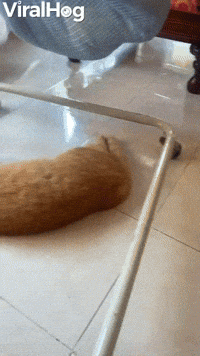 Cat Helps Rock Baby