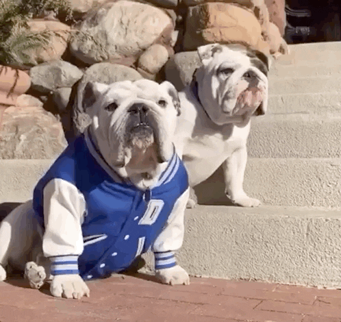 Drake Mascot GIF by DrakeUGriff