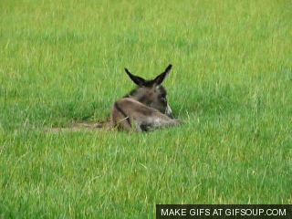 donkey GIF