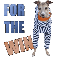 Italian Greyhound Winner Sticker by normanandpiper