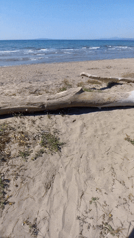 Simongip giphyupload GIF