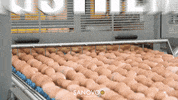 sanovotechnologygroup high egg eggs extreme GIF