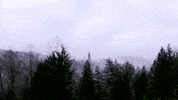 earth trees GIF by Fuse