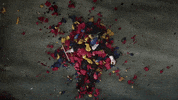stop motion flowers GIF by Polyvinyl Records
