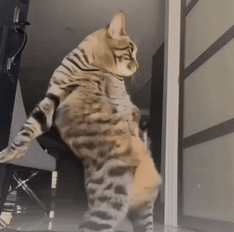 Michael Jackson Dancing Cat GIF