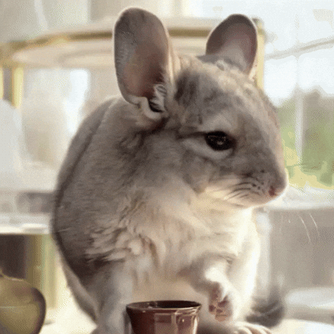 Chocolate Sue GIF