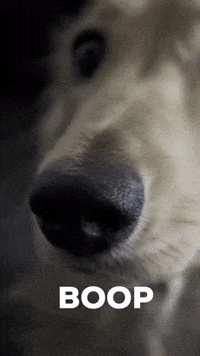 Dog Dachshund GIF