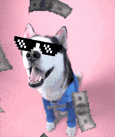 swagrman happy dog money crypto GIF