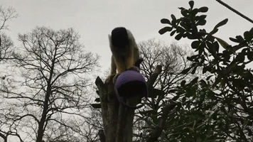 Animals Enjoy Easter Treats at London Zoo