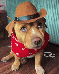 Dog Cowboy GIF by Respective