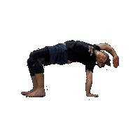 clemlecoach flow fss animalflow qmt Sticker