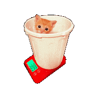 Cat ねこ Sticker
