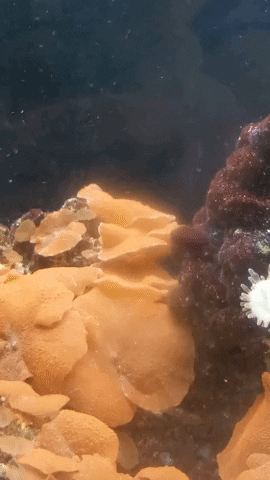 Simongip giphyupload GIF