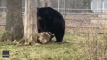 Rise and Shine: Bear Takes in Surroundings After Waking From 'Long Winter'