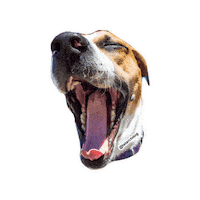 tstarch dogs tired chill relax Sticker