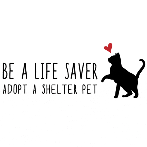 HeARTsSpeak cat adopt heartsspeak hearts speak GIF
