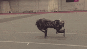robotics cheetah GIF by MIT 