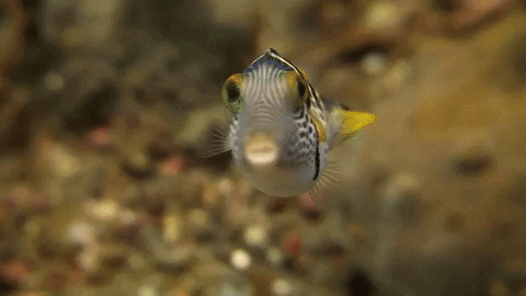 WeAreWater giphygifmaker kiss ocean fish GIF