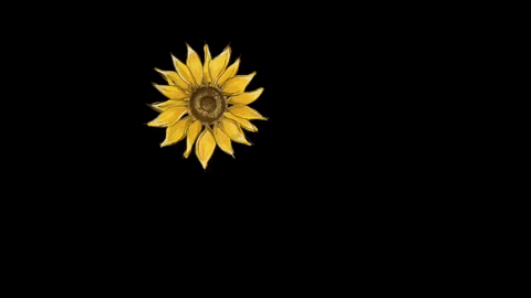 hollyjacksonartgifs giphygifmaker sunflower hollyjacksonart GIF
