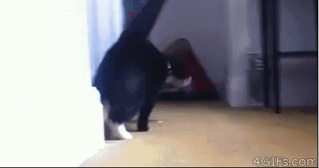 Whats Up Cat GIF by Memes GIFs
