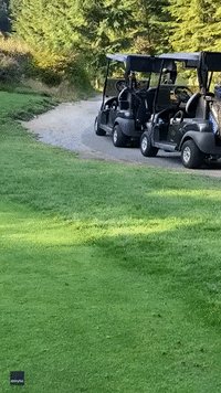 'I Can't Believe This': Curious Black Bear Steals Golf Club Bag