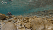 Baby Animals Swimming GIF by PBS