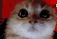 Angry Red Room GIF