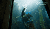Cleaning Windows GIF by Monterey Bay Aquarium