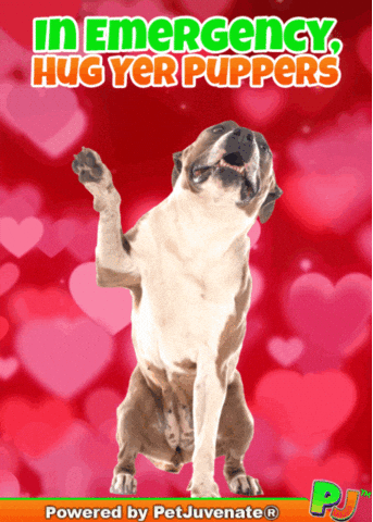 Valentines Day Love GIF by PetJuvenate - PJ