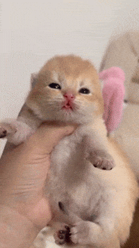 Cat Kiss GIF