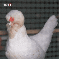 Aaaa Omg GIF by TRT