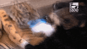 Etats Unis Buzz GIF by BFMTV